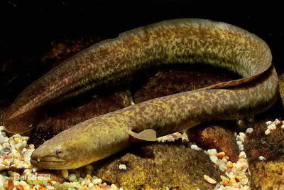 供应花锦鳝鱼苗